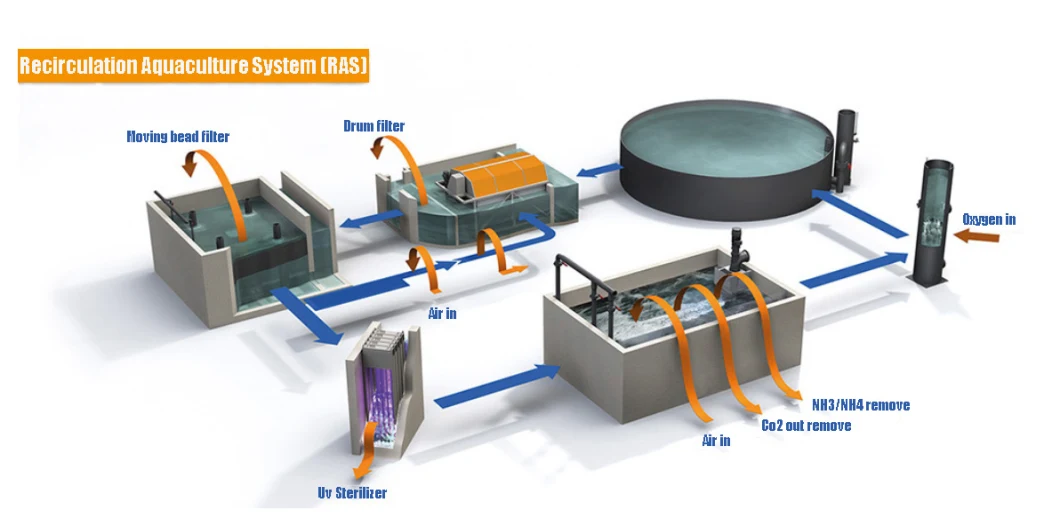 Mini Ras System Equipment Aquaculture for Fish Farming